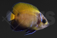 m10337_Pomacanthus-navarchus_Traumkaiserfisch_01
