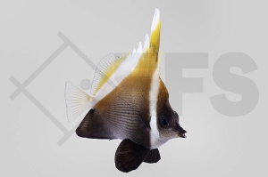 m10338_Heniochus_varius_Schwarzer-Wimpelfisch_01