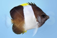 m10339_Hemitaurichthys-zoster_Schwarzer-Pyramiden-Falterfisch_00