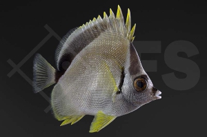 m10341_Johnrandallia-nigrirostris_Barbier-Falterfisch_01