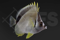 m10341_Johnrandallia-nigrirostris_Barbier-Falterfisch_01