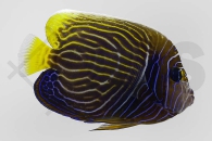 m10354_Pomacanthus-imperator_Imperator-Kaiserfisch_02