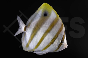 m10355_Parachaetodon-ocellatus_Fuenfbinden-Falterfisch_01