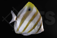 m10355_Parachaetodon-ocellatus_Fuenfbinden-Falterfisch_01