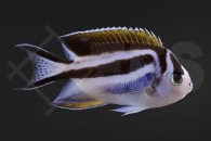 m10369_Genicanthus-bellus_Pracht-Lyrakaiserfisch_female_01