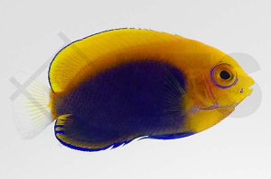 m10361_Centropyge-acanthops_Orangeruecken-Zwergkaiserfisch_01