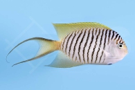 m10362_Genicanthus-melanospilos_Pazifischer-Zebrakaiserfisch_male_00
