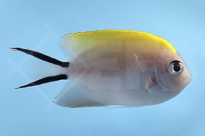 m10363_Genicanthus-melanospilos_Pazifischer-Zebrakaiser_w_01