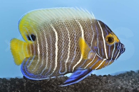 m10387_Pomacanthus-xanthometopon_Blaukopf-Kaiserfisch_00