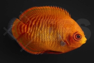 m10388_Centropyge-aurantia_Goldstreifen-Zwergkaiserfisch_01