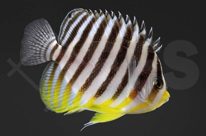 m10390_Paracentropyge-multifasciata_Zebra-Zwergkaiserfisch_01
