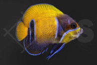 m10391_Pomacanthus-navarchus_Traumkaiserfisch_02