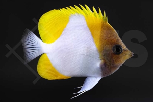 m10392_Hemitaurichthys-polylepis_Gelber-Pyramiden-Falterfisch_01