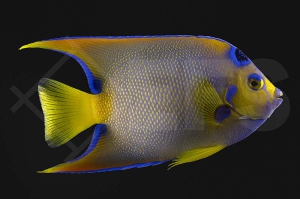 m10393_Holacanthus-ciliaris_Diadem-Prachtkaiserfisch_adult_01