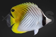 m10395_Chaetodon-auriga_Faehnchen-Falterfisch_01