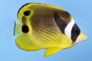 m10396_Chaetodon-lunula_Mondsichel-Falterfisch_00