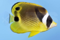m10396_Chaetodon-lunula_Mondsichel-Falterfisch_00