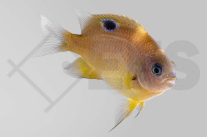 m10400_Neoglyphidodon-bonang_Augenfleck-Riffbarsch_01