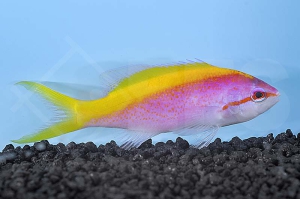 m10401_Gelbruecken-Fahnenbarsch_Pseudanthias-evansi_00