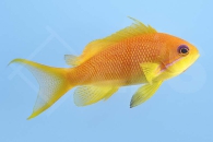 m10403_Juwelen-Fahnenbarsch_Pseudanthias-squamipinnis_00