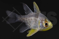 m10406_Pyjama-Kardinalbarsch_Sphaeramia-nematoptera_NE_01