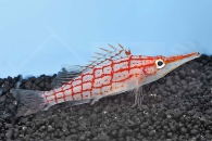 m10408_Langschnaeuziger-Korallenwaechter_Oxycirrhites-typus_00