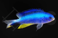 m10415_Pomacentrus_alleni_andamanen_demoiselle_01