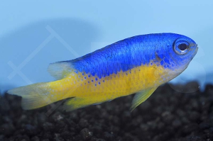 m10416_Neon-Demoiselle_Pomacentrus-coelestis_00