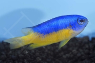 m10416_Neon-Demoiselle_Pomacentrus-coelestis_00