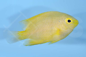 m10417_Zitronen-Demoiselle_Pomacentrus-moluccensis_00