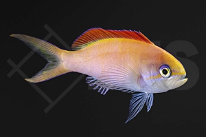 m10422_Pseudanthias-dispar_Sichel-Fahnenbarsch_01