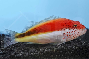 m10423_Forsters-Korallenwaechter_Paracirrhites-forsteri_00