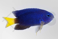 m10424_Pomacentrus-melanochir_Indonesische-Demoiselle_01