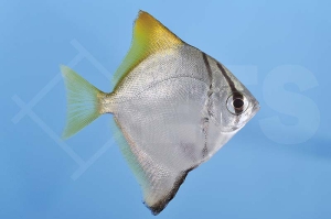 m10430_Silberflossenblatt_Monodactylus-Argenteus_00