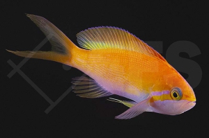 m10436_Nemanthias-carberryi_Langflossen-Fahnenbarsch_02