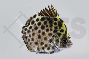 m10439_Scatophagus-argus_Gruener-Argus_01