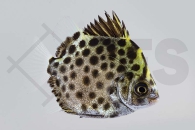 m10439_Scatophagus-argus_Gruener-Argus_01