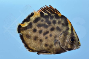 m10440_Roter-Argus_Scatophagus-argus_00