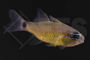 m10441_Ostorhinchus-flagelliferus_Kutscherpeitschen-Kardinalbarsch_01