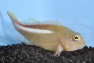 m10442_Monokel-Korallenwaechter_Paracirrhites-arcatus_00