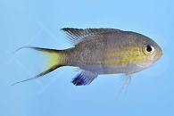 m10445_Blaugelbes-Schwalbenschwaenzchen_Chromis-Vanderbilt_00