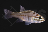 m10451_Apogon-oxina_Oxina-Kardinalbarsch_01