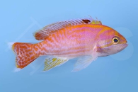 m10453_Zweifleck-Fahnenbarsch_Pseudanthias-bimaculatus_male_00