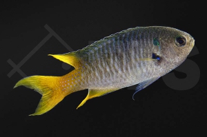 m10457_Neopomacentrus-nemurus_Smaragd-Demoiselle_01