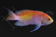 m10459_Pseudanthias-kashiwae_Dreifarbiger-Fahnenbarsch_01