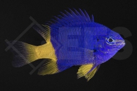 m10460_Chrysiptera-arnazae_Gelbflossen-Demoiselle_01
