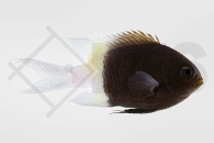 m10462_Chromis-dimidiata_Zweifarben-Schwalbenschwanz_01