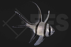 m10463_Pterapogon-kauderni_Banggai-Kardinalbarsch_01