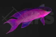 m10464_Gramma-melacara_Schwarzkappen-Feenbarsch_01