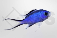 m10469_Chromis_cyanea_Blaues-Schwalbenschwaenzchen_juvenil_01